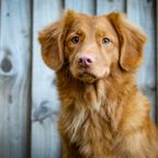 Dog portrait