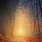 Forest path