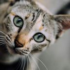 Kitten