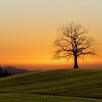 Sunset tree